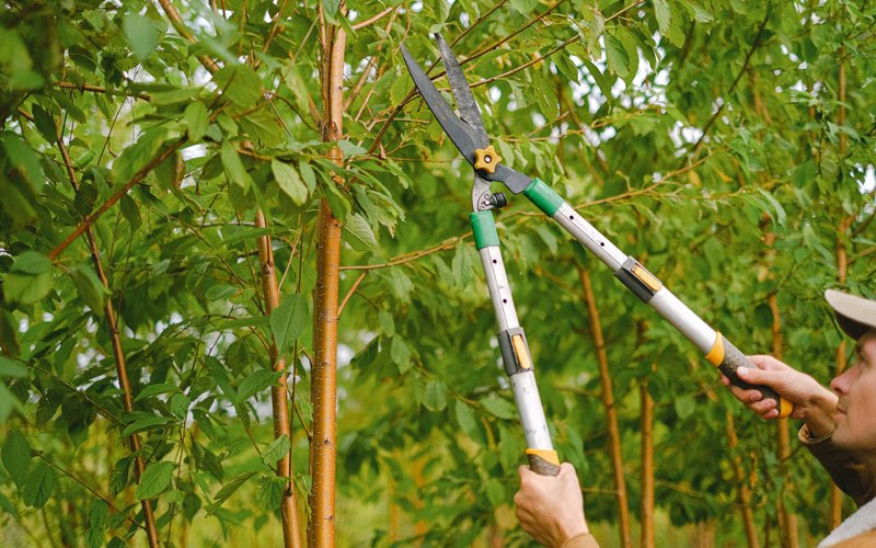 Tree trimming in Davenport, ND