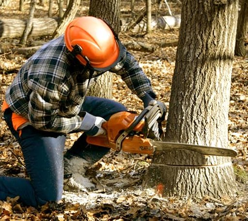Tree Removal in Davenport, ND
